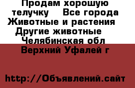 Продам хорошую телучку. - Все города Животные и растения » Другие животные   . Челябинская обл.,Верхний Уфалей г.